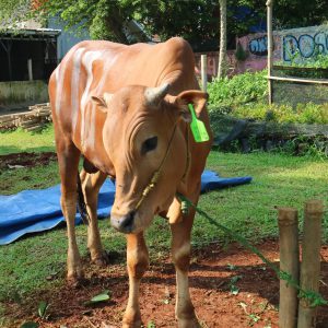 Cover Artikel Syarat Berkurban dalam ibadah Qurban