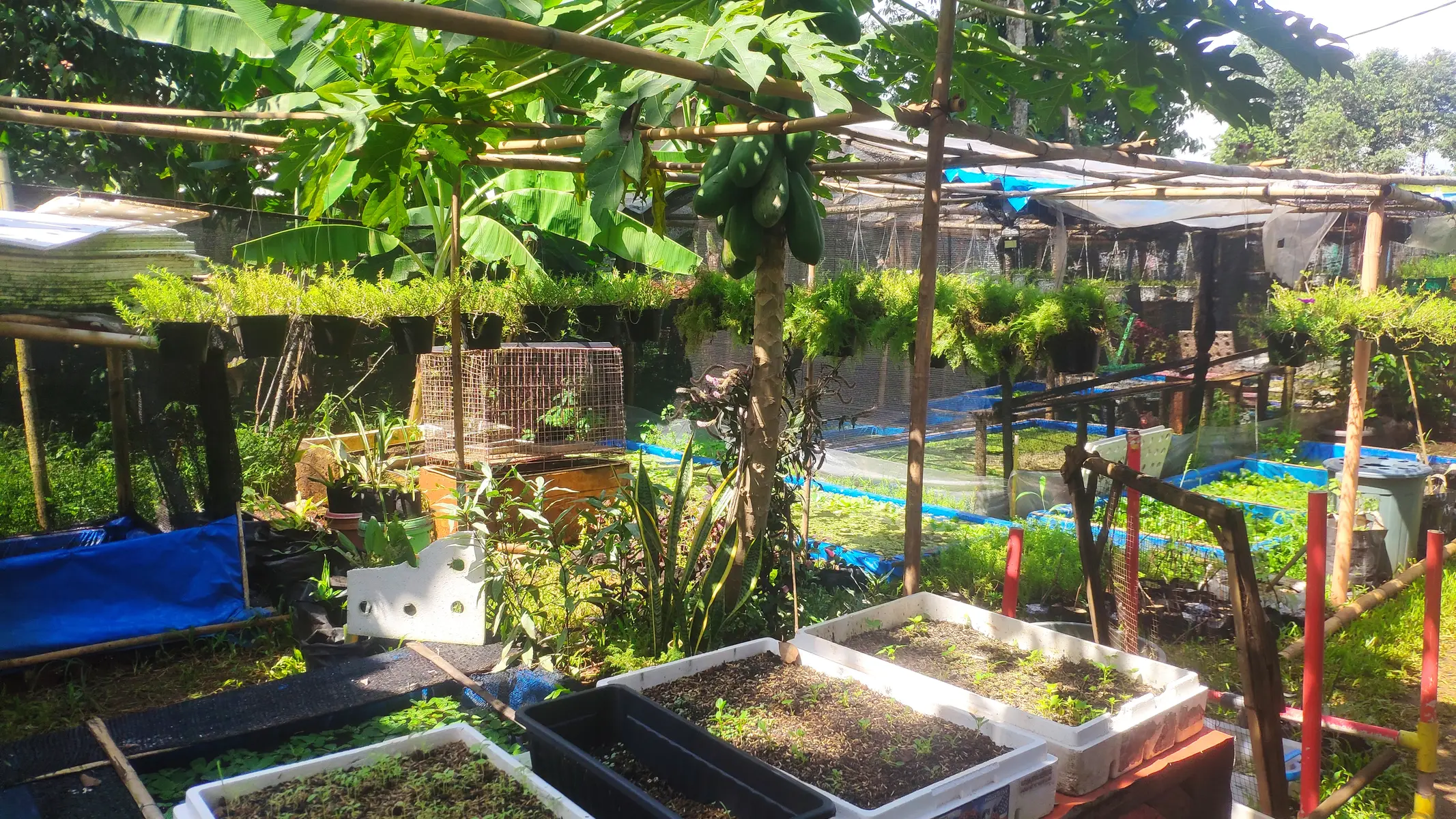 Kebun Berbagi Yayasan Indah Berbagi